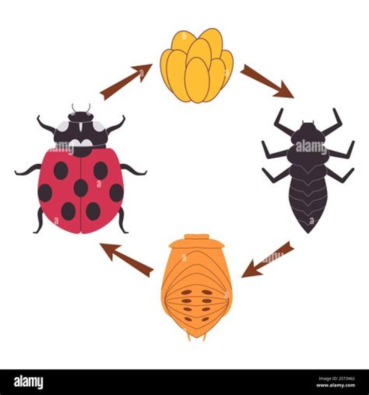 Transformative Journey: Play Ladybug Larvae Turning into Pupa